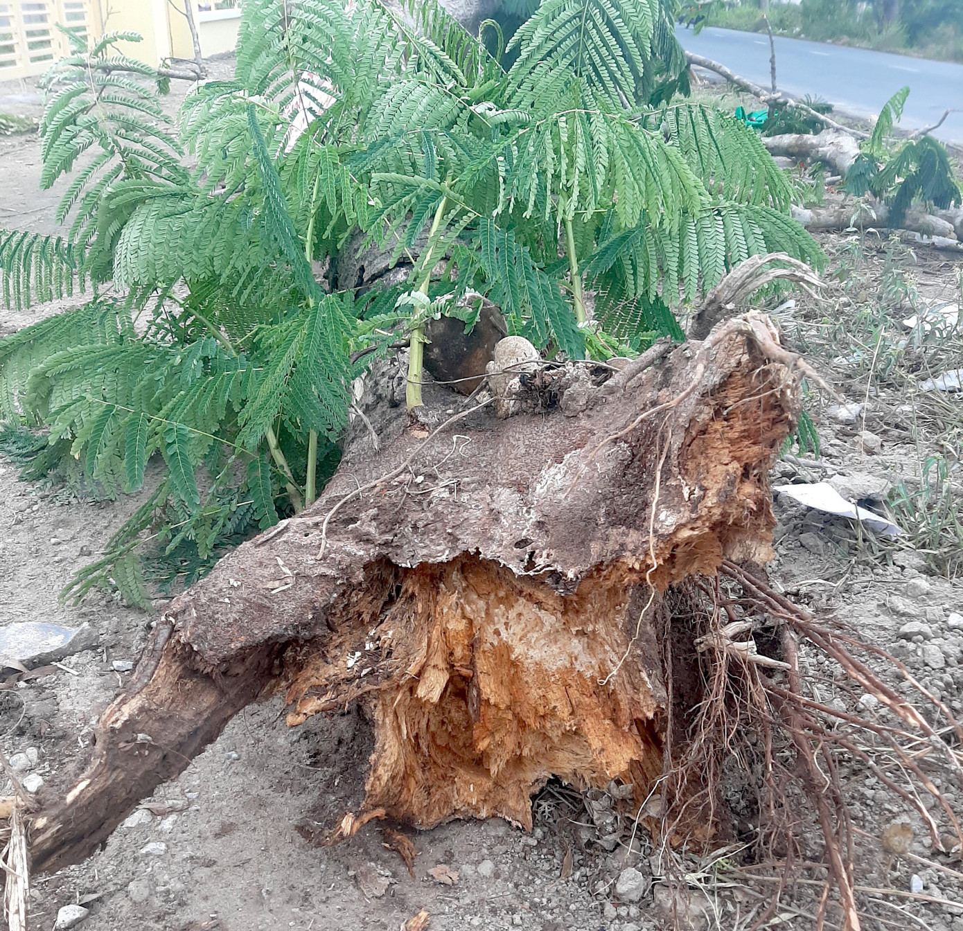 Hiện trường cây phượng ngã đè chết người.