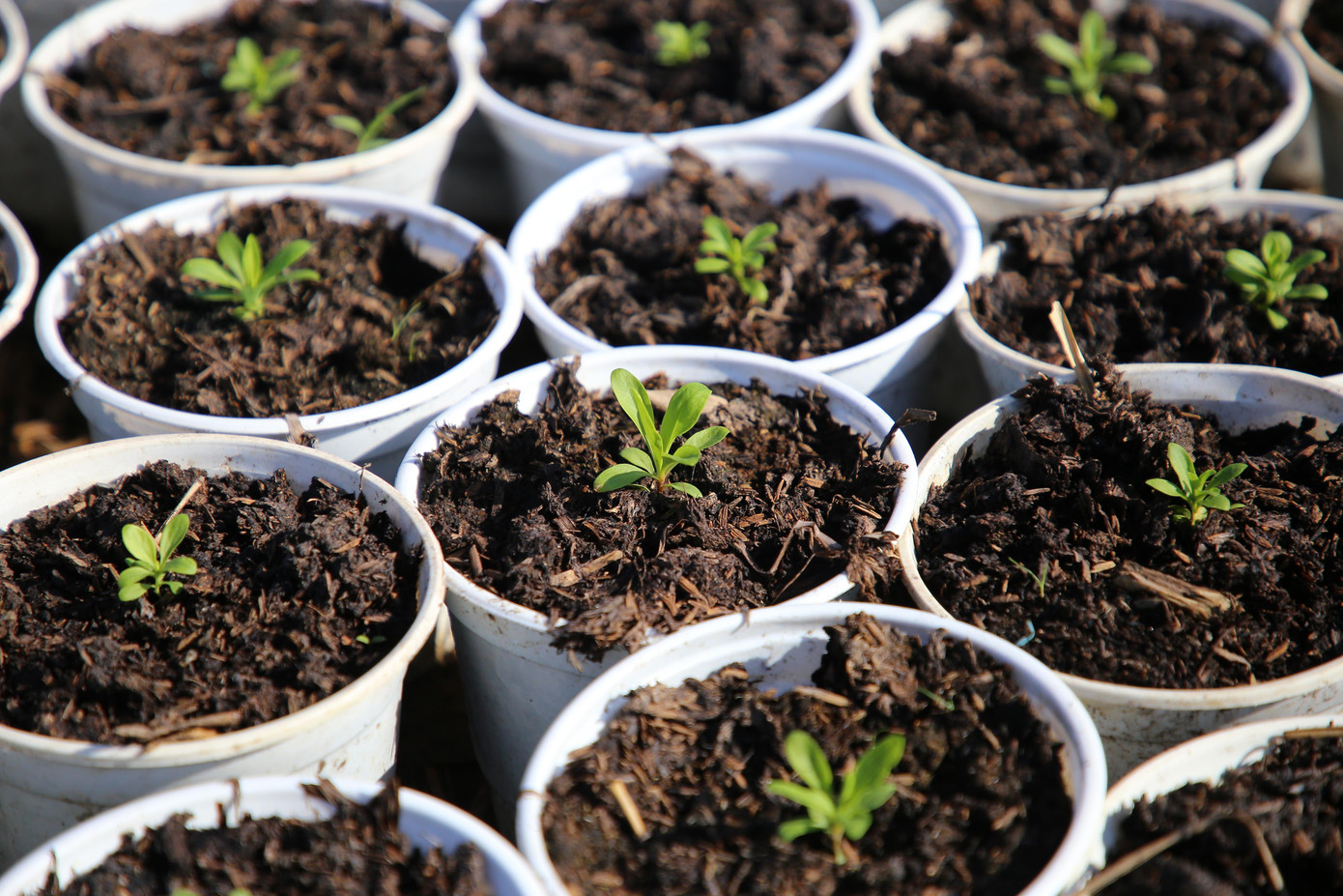 Tại Cần Thơ, hoa kiểng được trồng tại hầu khắp các quận, huyện. Song, tập trung nhiều tại Làng nghề hoa kiểng Phó Thọ - Bà Bộ thuộc các phường Long Tuyền và Long Hòa, quận Bình Thủy.