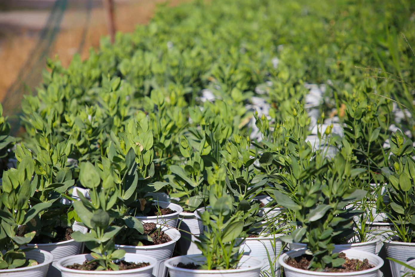 Theo anh Linh, thời tiết năm nay rất khó trồng do mưa nhiều, triều cường dâng cao khiến một số hoa bị thiệt hại. "Ngoài ra, chi phí phân bón tăng cao so với mọi năm. Tôi đã đầu tư hơn 100 triệu đồng vào vụ hoa này, hy vọng thị trường hoa, kiểng Tết sẽ gặp thuận lợi để người trồng đón một mùa xuân an vui", anh Linh chia sẻ.