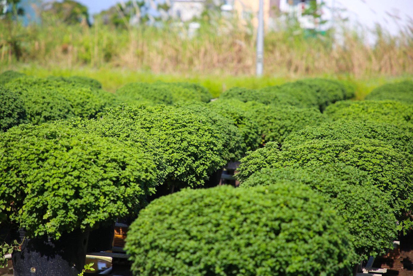 Dọc theo tuyến đường vào làng hoa, người dân đang tất bật chăm sóc, sản xuất nhằm đảm bảo cung ứng cho thị trường Tết Nguyên đán 2023. Anh Lê Hoàng Linh, người có thâm niên trồng hoa nơi đây cho biết, năm ngoái do ảnh hưởng dịch COVID-19 nên anh cũng như nhiều người trồng hoa ở đây không dám đầu tư nhiều. Năm nay, dự kiến anh cho ra thị trường khoảng 5.000 chậu hoa các loại, gồm: Cát tường, cúc mâm xôi, vạn thọ, hướng dương...