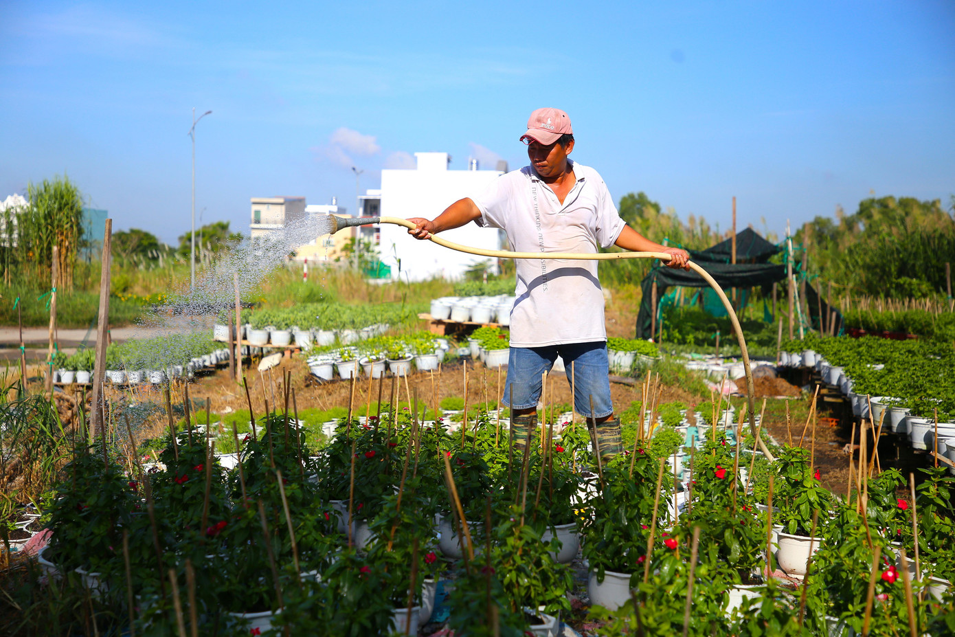 Sau 2 năm bị ảnh hưởng nặng nề bởi dịch COVID-19, nông dân trồng hoa đang kỳ vọng vào vụ hoa Tết thắng lợi.