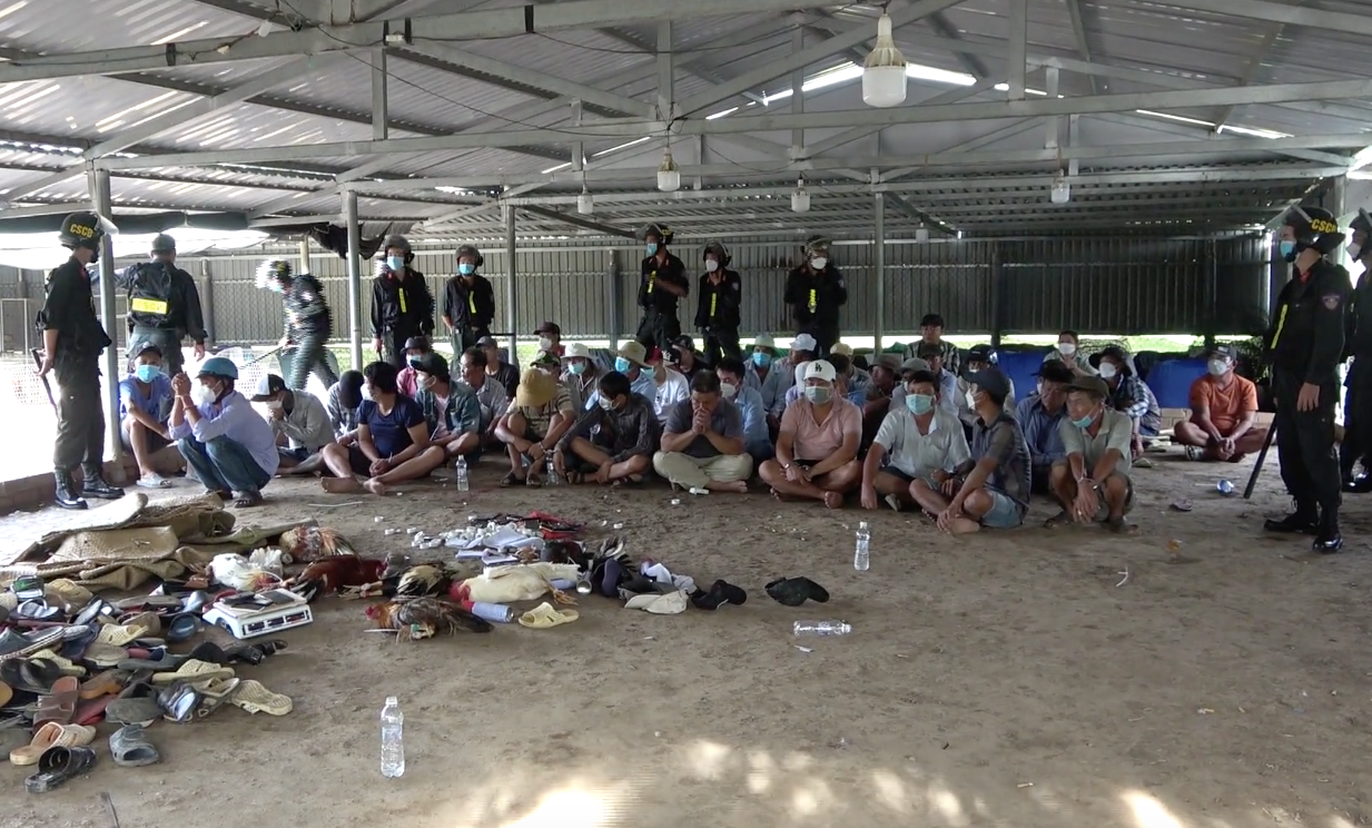 Cảnh sát vây bắt trường gà quy mô lớn ở Tiền Giang.