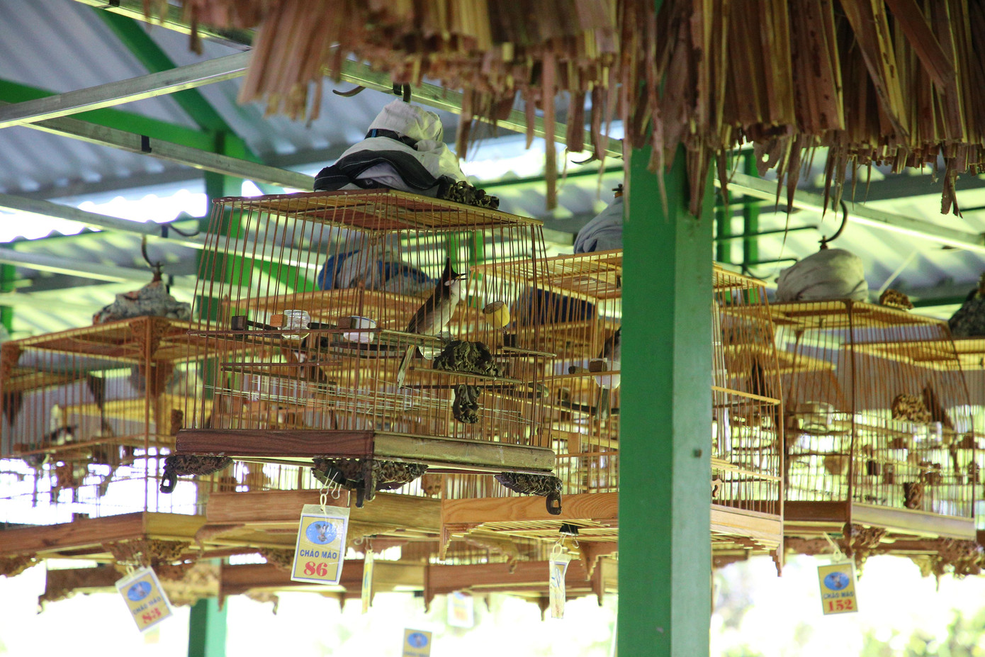 Tại Hội thi lần này, 40 chú chim của các nghệ nhân đến từ các tỉnh Cà Mau, Bạc Liêu, Kiên Giang, Cần Thơ… được chấm thi theo tiêu chí dáng bộ và thái độ thi đấu. Chú chim đạt giải phải là chú chim xuất sắc nhất, đẹp nhất, thái độ thi đấu hay nhất, hoàn chỉnh nhất.