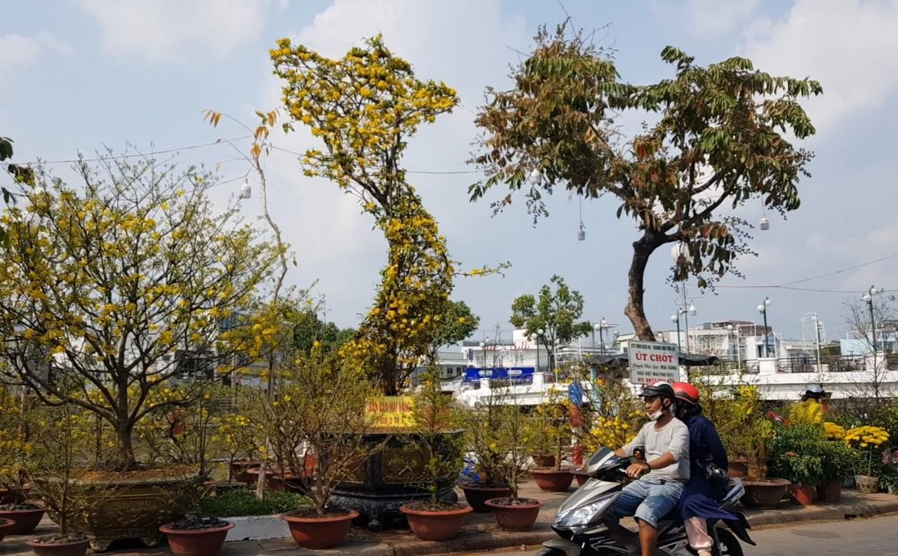 Việc xuất hiện của cây mai hình S đã thu hút được sự chú ý của người dân khi đi qua tuyến đường này. Ảnh: Nhật Huy.