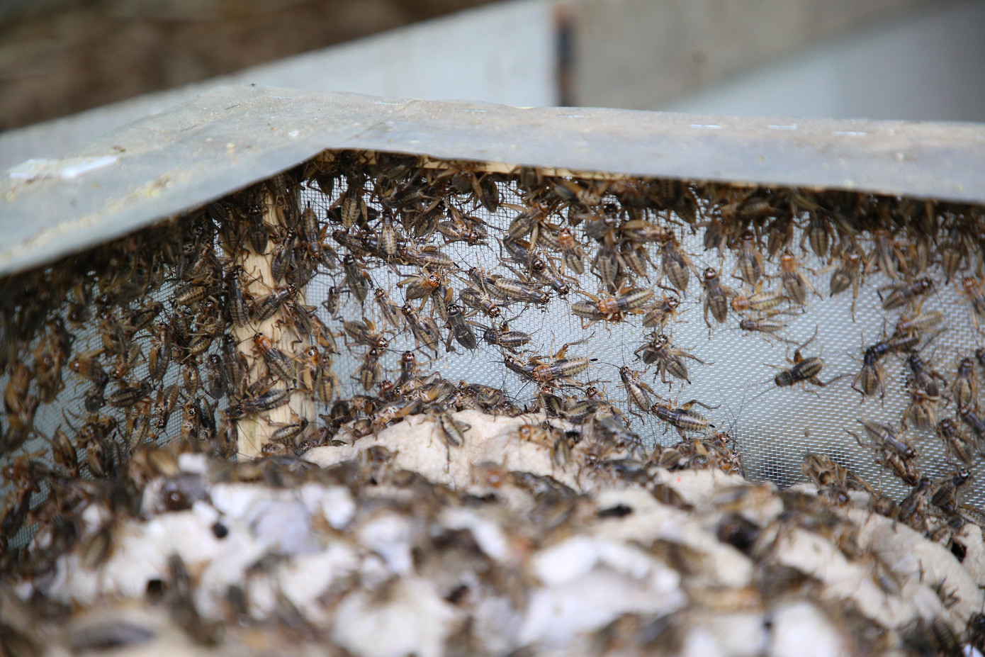 Lúc đầu, ông Tường đã mua khoảng 1kg dế (dế thái vàng ) với giá 100.000 đồng về nuôi thử. Sau một thời gian nuôi thử nghiệm, ông Tường thấy dế rất dễ nuôi, tăng đàn nhanh, phát triển mạnh, ít hao hụt. Vậy nên ông Tường bắt đầu mở rộng diện tích nuôi để tăng đàn. Đến nay, gia đình ông có trên 30 chuồng dế với diện tích trên 80m2.