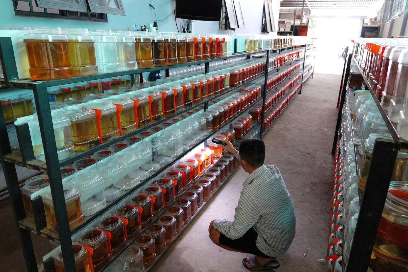 Toàn cảnh trại cá Betta 200m² của anh Hải với vốn ban đầu chỉ 5 triệu đồng.