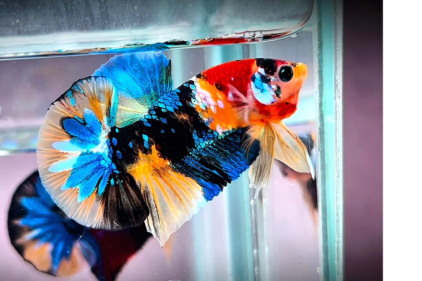 Cá Betta nổi bật với bộ vây đa sắc, được ví như "trang sức phương Đông".