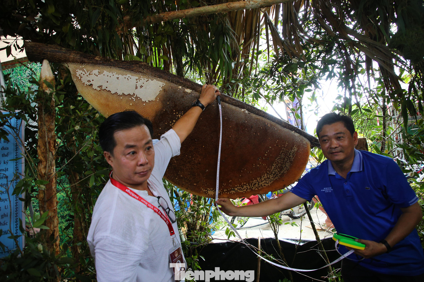 Tổ ong mật xác lập kỷ lục lớn nhất Việt Nam. Ảnh Nhật Huy.