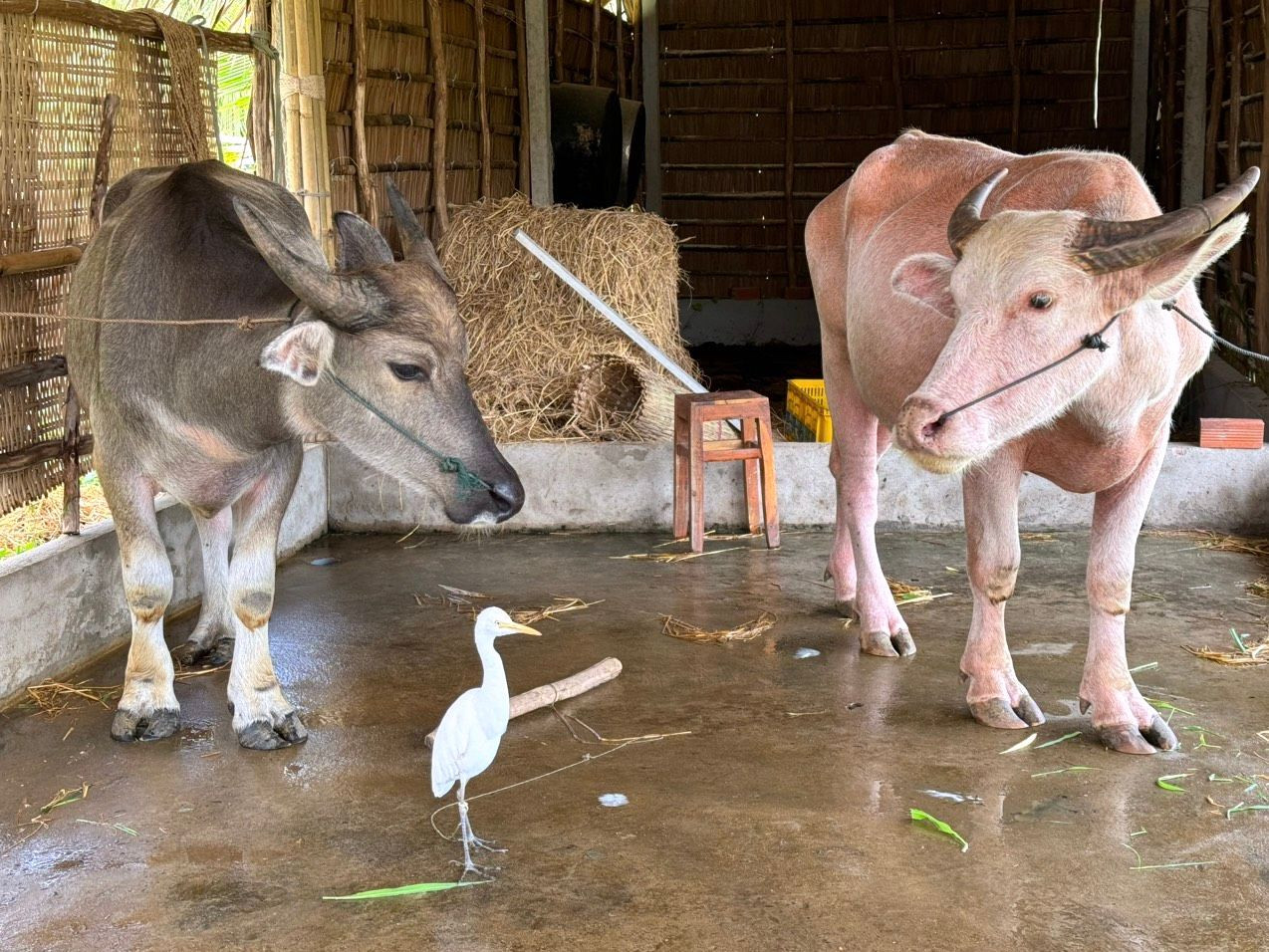 Trâu hồng có trọng lượng khoảng 350 kg.