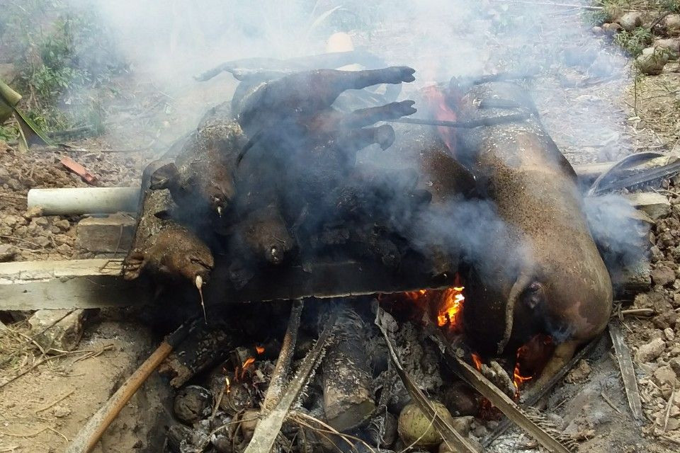 Trước khi chôn lấp, các con lợn bệnh phải được đốt cháy để tránh nguy cơ lây lan. Ảnh: PV. Trước khi chôn lấp, các con lợn bệnh phải được đốt cháy để tránh nguy cơ lây lan. Ảnh: PV.