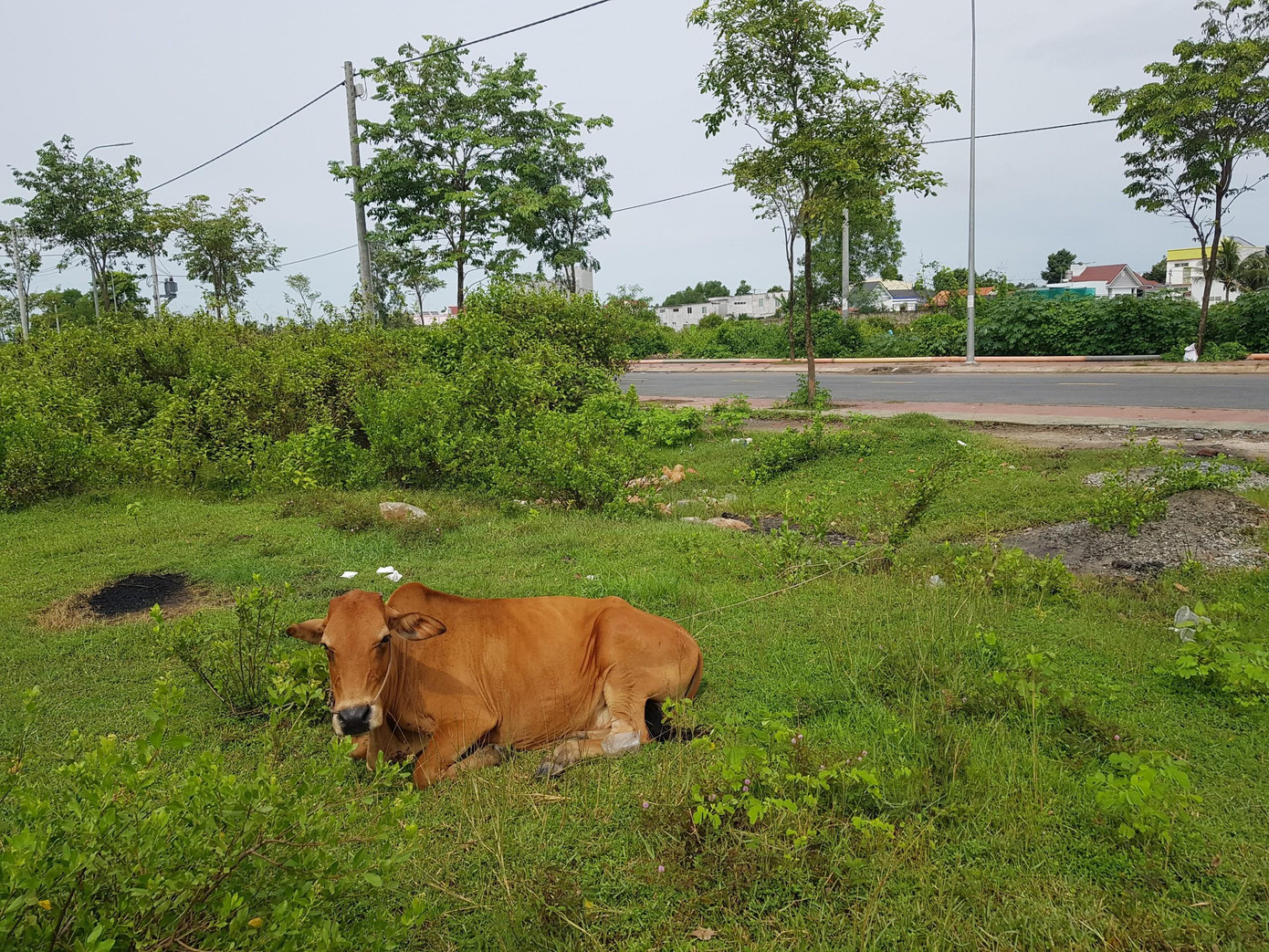 Dự án tuyến đường số 1 được triển khai xây dựng 13 năm trước đã gặp nhiều khó khăn, bất cập. Dự án tuyến đường số 1 được triển khai xây dựng 13 năm trước đã gặp nhiều khó khăn, bất cập.