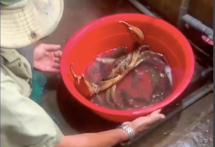 Con cua biển nặng 1,7kg được bán với giá trên 4 triệu đồng. Con cua biển nặng 1,7kg được bán với giá trên 4 triệu đồng.