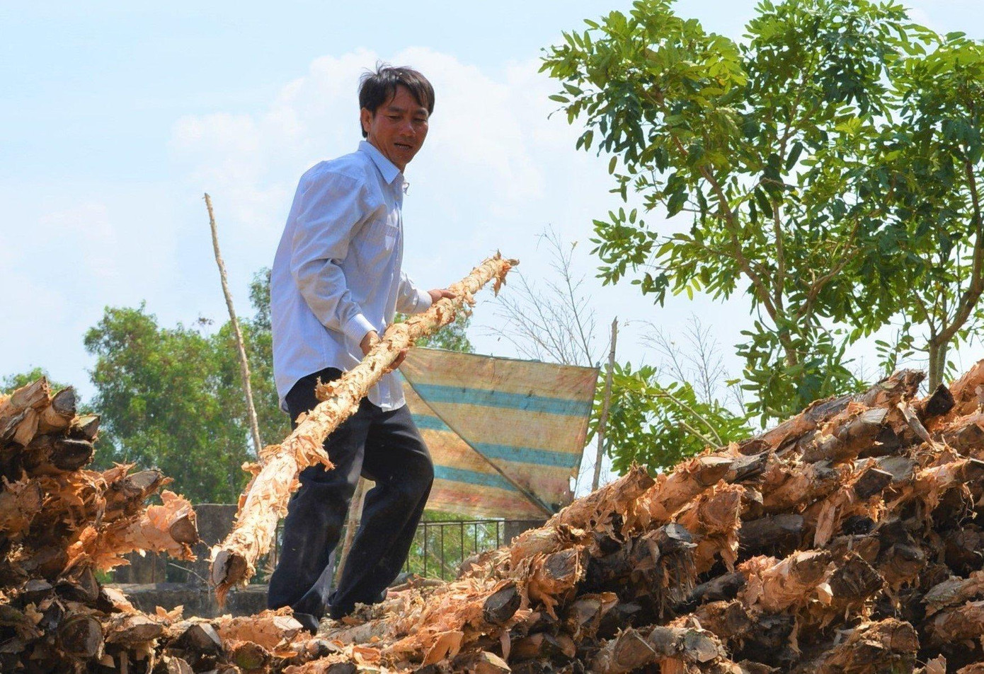 Người dân U Minh mất nửa thu nhập vì giá cây tràm giảm sâu. Người dân U Minh mất nửa thu nhập vì giá cây tràm giảm sâu.