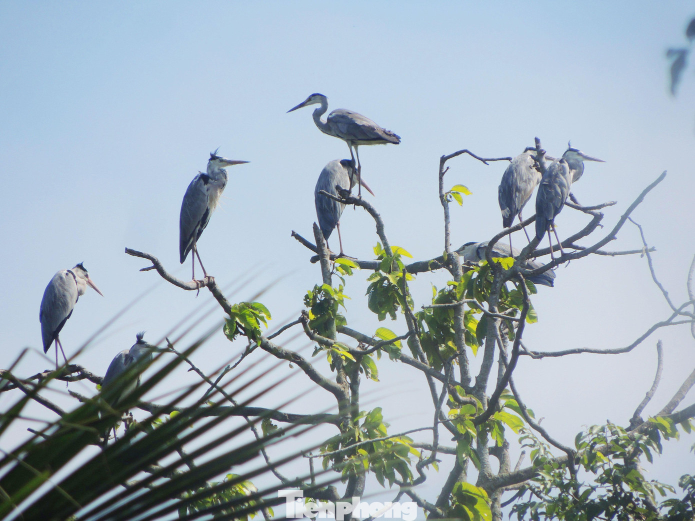 Những năm trước, đàn vạc sẽ ở chùa vào các tháng mưa. Đến tháng hạn, chúng bay đi xa kiếm ăn. Nhưng mấy năm nay, các cánh đồng không còn bị khô hạn, đàn vạc có thể tìm kiếm thức ăn trên những cánh đồng gần chùa.
