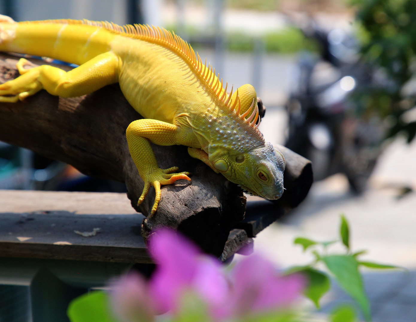 Hiện anh Đạt nhân giống bán những dòng phổ thông như Hypo, Abino, Green, Red… Trong đó, dòng Green, Red được bán số lượng nhiều nhất bởi hợp túi tiền của người chơi.