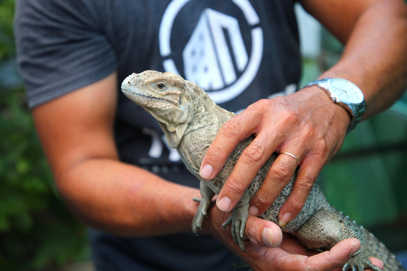 Một số giống rồng Nam Mỹ &quot;đắt khách&quot; trên thị trường như Green, Red, Hypo, Albino với nhiều màu sắc như đỏ, xanh, cam, vàng, xám...