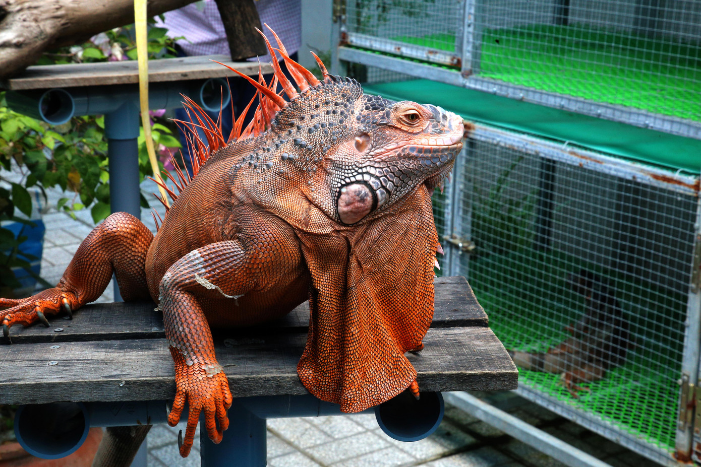 Sau 2 năm, rồng Nam Mỹ cái sinh sản được 31 trứng, đạt tỉ lệ 100%. &quot;Tôi xem trên mạng chỉ cách ấp trứng nhưng không ngờ đạt kết quả cao như vậy. Về sau, thấy việc bán con giống rồng Nam Mỹ mang lại kinh tế cao nên tôi quyết định mở rộng quy mô và xin nghỉ việc ở công ty dược&quot;, anh Đạt chia sẻ.