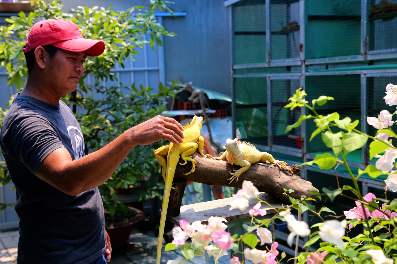 Rồng Nam Mỹ được thuần dưỡng thành thú cưng độc lạ tại miền Tây.