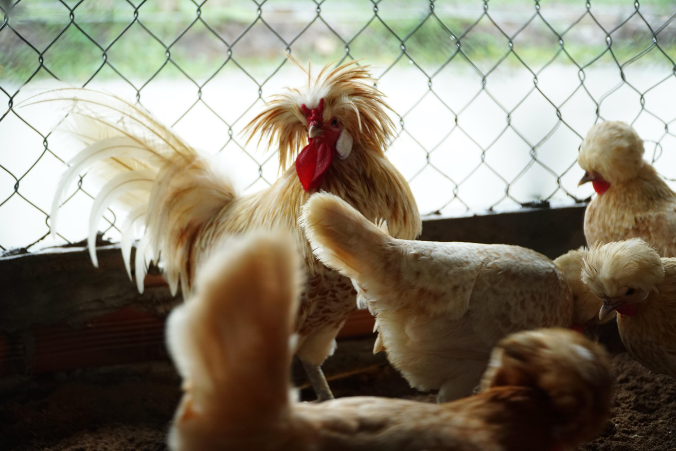 Gà sư tử Ba Lan trưởng thành từ 2-4 triệu đồng/cặp. Gà sư tử Ba Lan trưởng thành từ 2-4 triệu đồng/cặp.