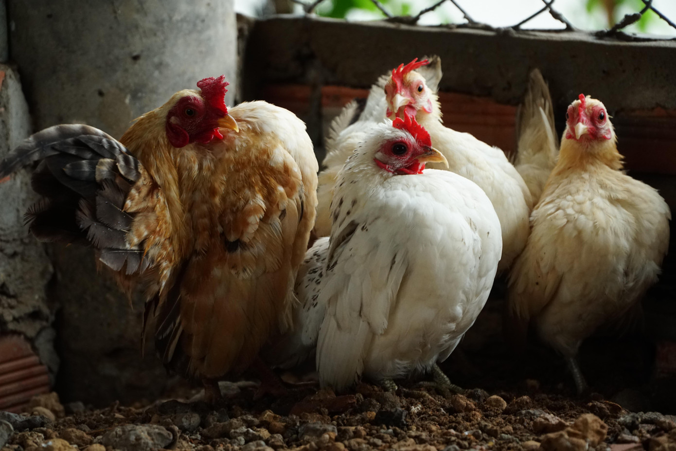 Gà Serama trong trang trại của anh Biên. Gà Serama trong trang trại của anh Biên.