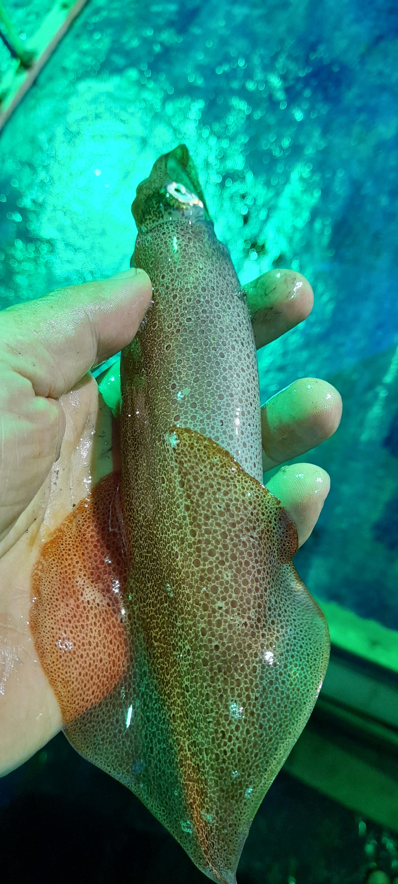 Mỗi ký mực ống trứng có giá bán từ 200.000 đến 300.000 đồng tùy kích cỡ, mực lao (tức là mực đực) có giá bán từ 150.000 đến đến 200.000 đồng. Kết thúc một đêm dài câu mực thì người câu sẽ di chuyển ghe về bến, về nhà để nghỉ ngơi đợi đêm sau lại tiếp tục.