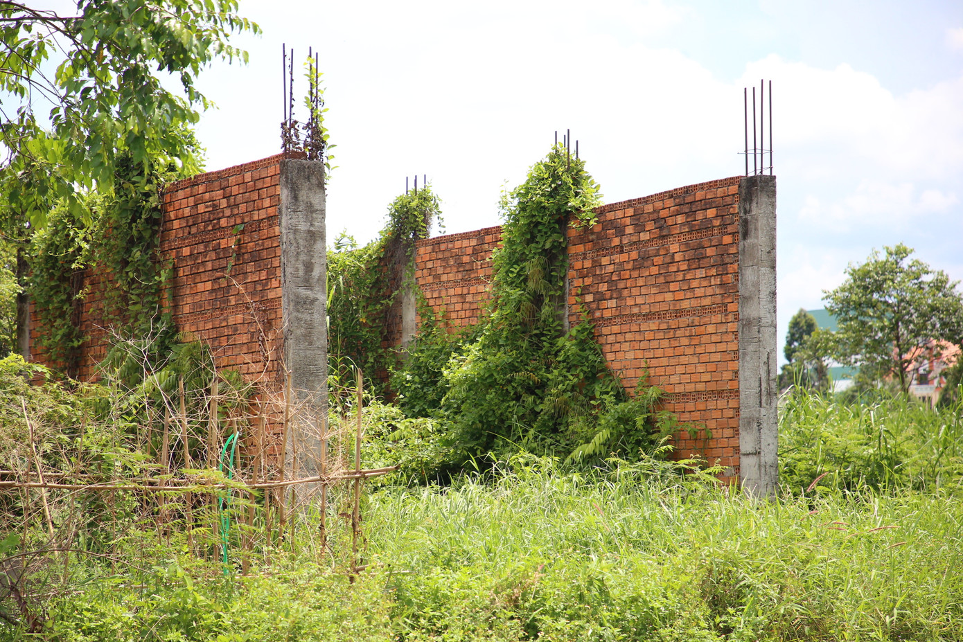 Cỏ dại và dây leo chằng chịt.