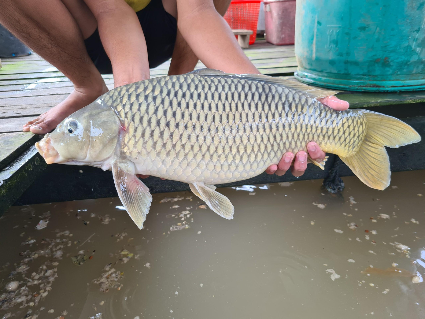 Cho cá ăn đồ ngoại, thịt cá chép từ mềm sang giòn, dai. Cho cá ăn đồ ngoại, thịt cá chép từ mềm sang giòn, dai.