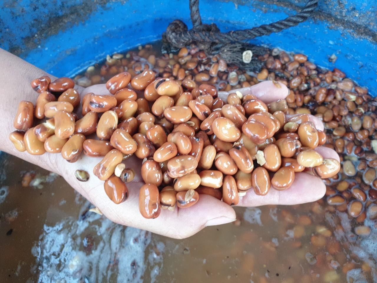 Giai đoạn chuyển giòn, cá chép sẽ được cho ăn đậu tằm có nguồn gốc từ Úc, Canada... Giai đoạn chuyển giòn, cá chép sẽ được cho ăn đậu tằm có nguồn gốc từ Úc, Canada...