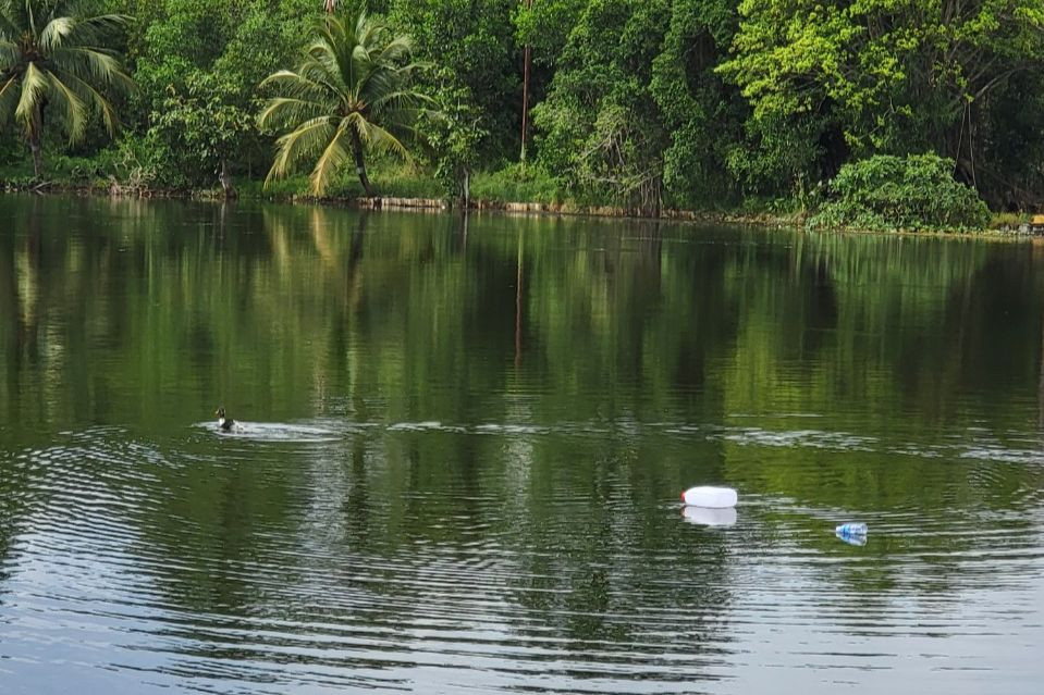 Thả vịt làm mồi nhử cá sấu sổng chuồng. Thả vịt làm mồi nhử cá sấu sổng chuồng.