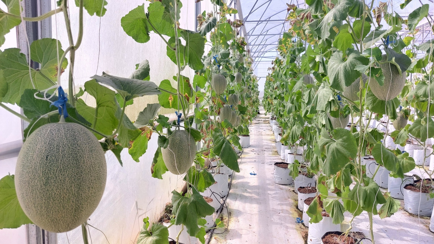 Một vụ dưa lưới khoảng 75 ngày, trồng trong nhà màng nên ít bị ảnh hưởng bởi thời tiết và sâu bệnh.