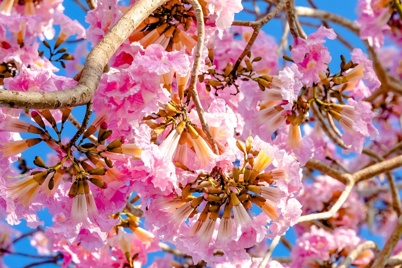 Khi cây ra hoa, hầu hết lá đều rụng, trên đầu cành chỉ nhìn thấy những cụm hoa hồng rực rỡ nhuộm thắm cả con đường.