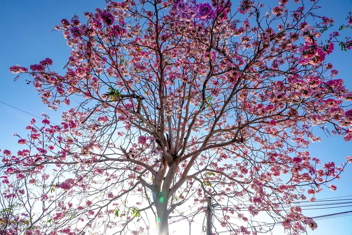 Hoa kèn hồng còn được biết đến với tên gọi khác là hoa chuông hồng. Kèn hồng có màu sắc tựa như hoa anh đào. Cứ vào độ cuối tháng 2 hoặc đầu tháng 3, loài hoa này bắt đầu trổ nụ và rộ lên sắc hồng phấn. Tuy nhiên tùy theo điều kiện thời tiết mà hoa có thể trổ bông sớm hoặc muộn hơn.