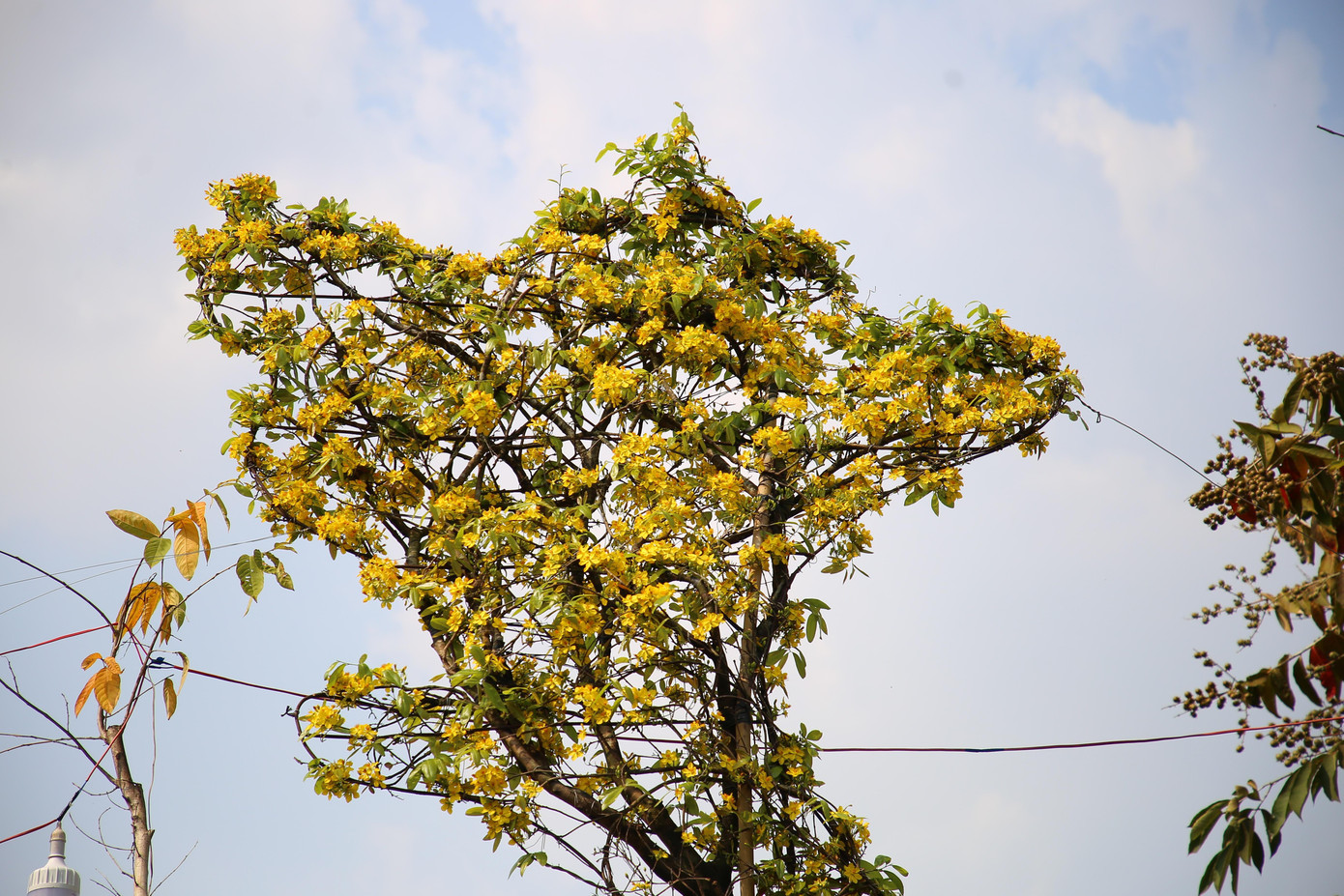 Chủ nhân của cây mai vàng nói trên là anh Nguyễn Minh Tuân (41 tuổi, ngụ phường An Bình, quận Ninh Kiều TP. Cần Thơ). Anh Tuân có trên 20 năm làm nghề chăm sóc cây kiểng. Chia sẻ với phóng viên, anh Tuân cho biết, cây mai này có tuổi đời trên 30 năm và được anh mua lại của người dân trên địa bàn Tiền Giang cách đây hơn 2 năm.