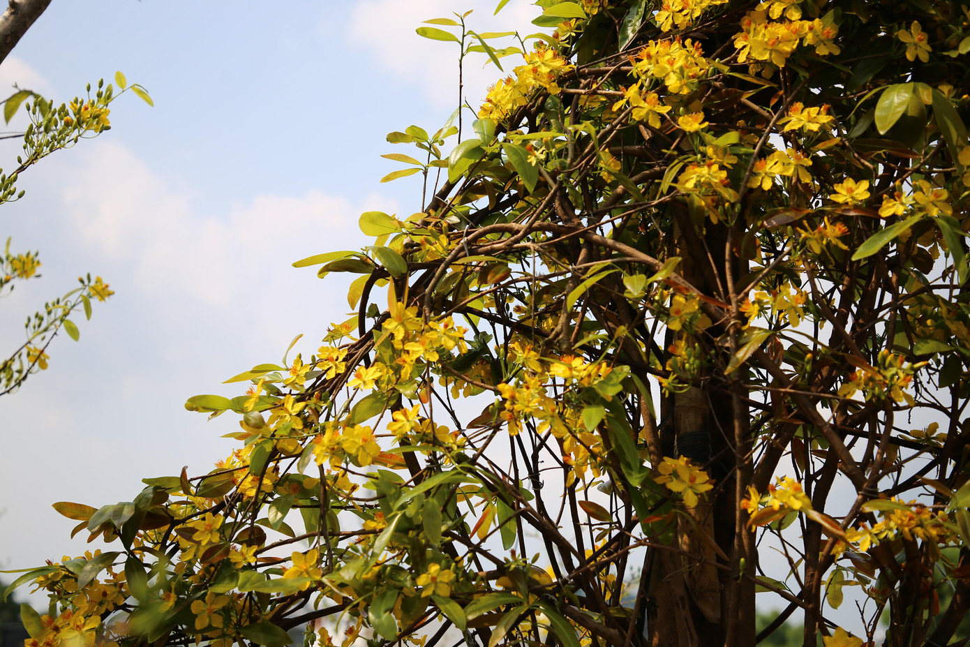 Phần đầu hình chữ S có bề ngang 1.5m, dọc dài eo nhỏ của thân rộng 40cm, cuối hình chữ S ngang 1.2m.