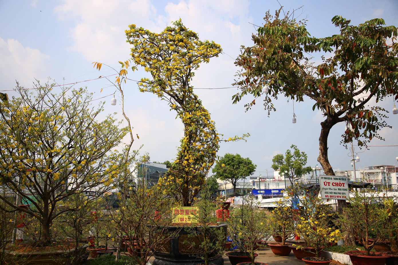 Cây mai hình chữ S đang được trưng bày tại đường hoa xuân Hoàng Văn Thụ, quận Ninh Kiều, TP. Cần Thơ. Đây là cây mai nguyên thuỷ, không cắt ghép. Cây cao 5m, xung quanh có nhiều nhánh, hoành thân rộng 50cm. Đặc biệt, càng lên cao, thân cây mai chia ra 3 nhánh xòe rộng. Chính vì thế, anh đã nảy sinh ra ý tưởng tạo dáng hình chữ S như bản đồ Việt Nam. "Nghĩ là làm, thế là tôi bắt tay vào quá trình tạo khung, chỉnh sửa và mất 2 năm mới cho ra dáng hình chữ S như hiện nay", anh Tuân nói.