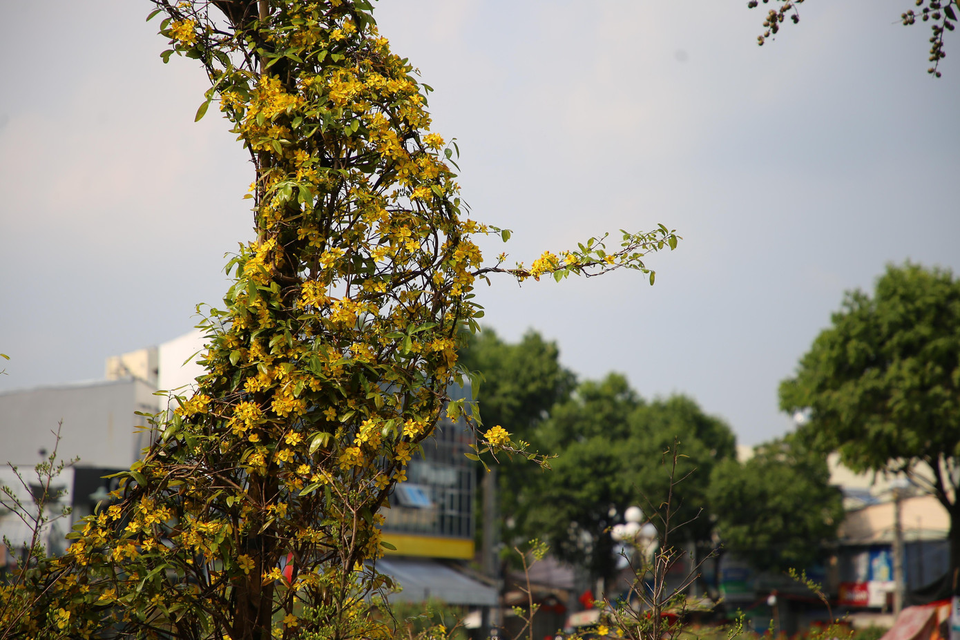 Độc đáo nhất đó chính là chủ nhân đã sử dụng 2 nhánh nhỏ của cây mai để tạo khối làm biểu tượng Hoàng Sa và Trường Sa Việt Nam.