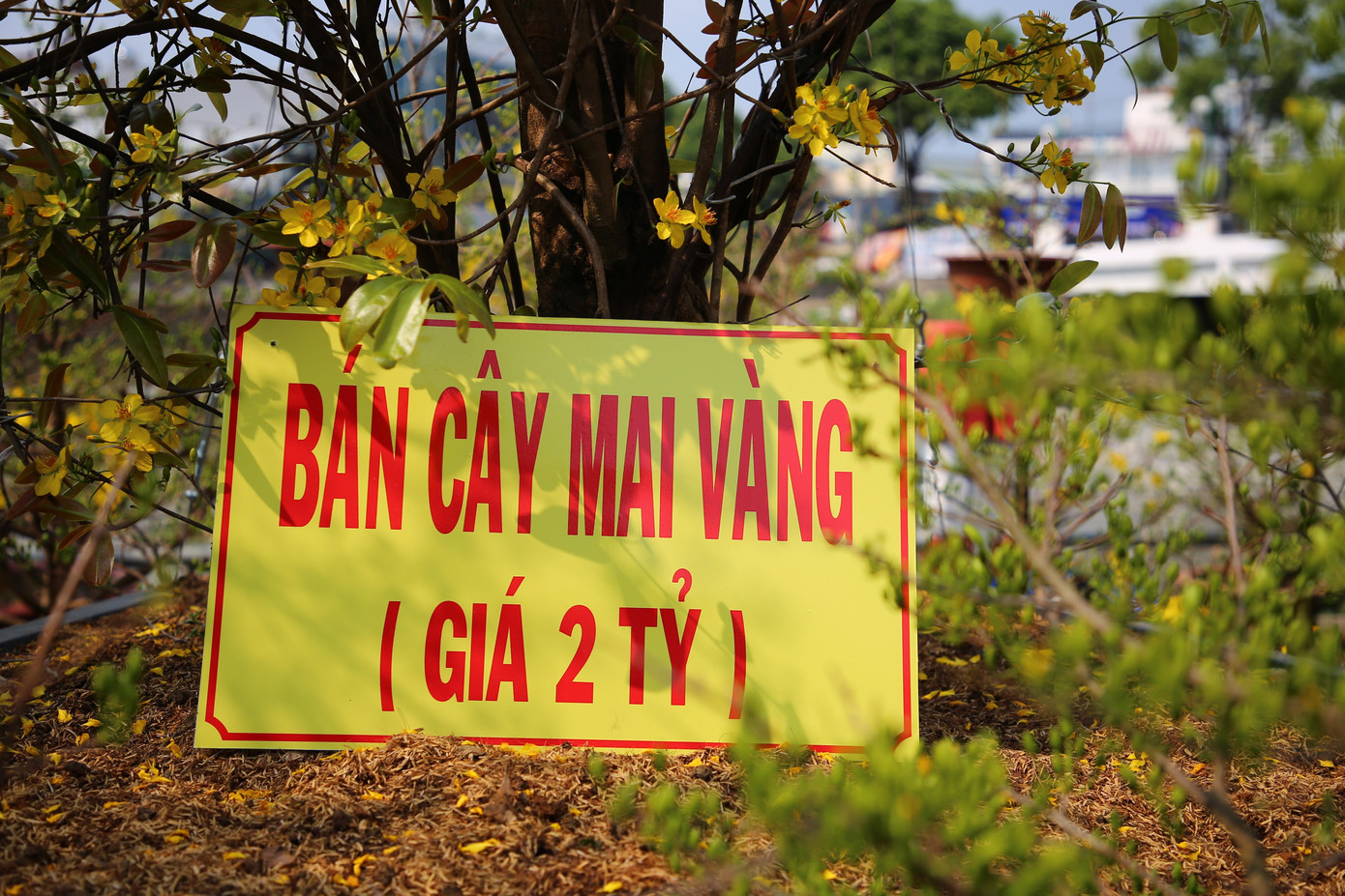 Hiện chủ nhân đang rao bán với giá 2 tỷ đồng.