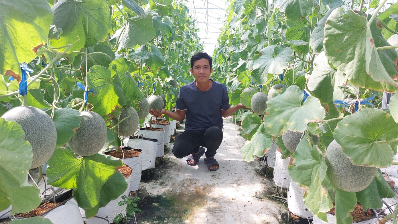 Anh Duy với vườn dưa lưới của mình.