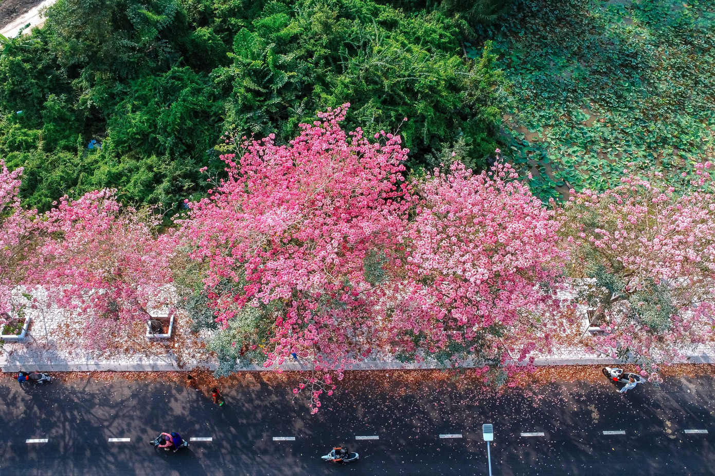 Nữ du khách Trần Ngọc Thảo cho biết, từ khi hoa kèn hồng nở ở trung tâm hành chính huyện, chị và gia đình đã tranh thủ tới chiêm ngưỡng và chụp hình làm kỷ niệm. Năm nay, gia đình chị tới sớm vừa để tham quan, chụp hình, vừa tham dự lễ khai mạc và thưởng thức ẩm thực địa phương.