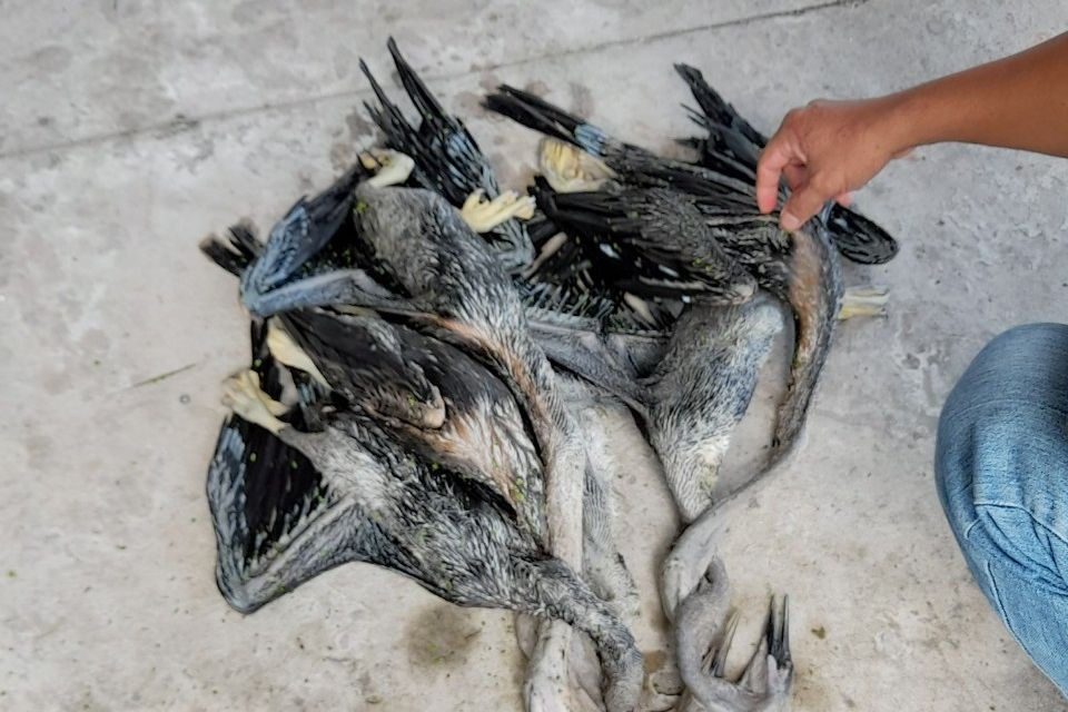 6 cá thể chim cổ rắn là loài thú nguy cấp, quý hiếm nằm trong Sách đỏ Việt Nam. 6 cá thể chim cổ rắn là loài thú nguy cấp, quý hiếm nằm trong Sách đỏ Việt Nam.