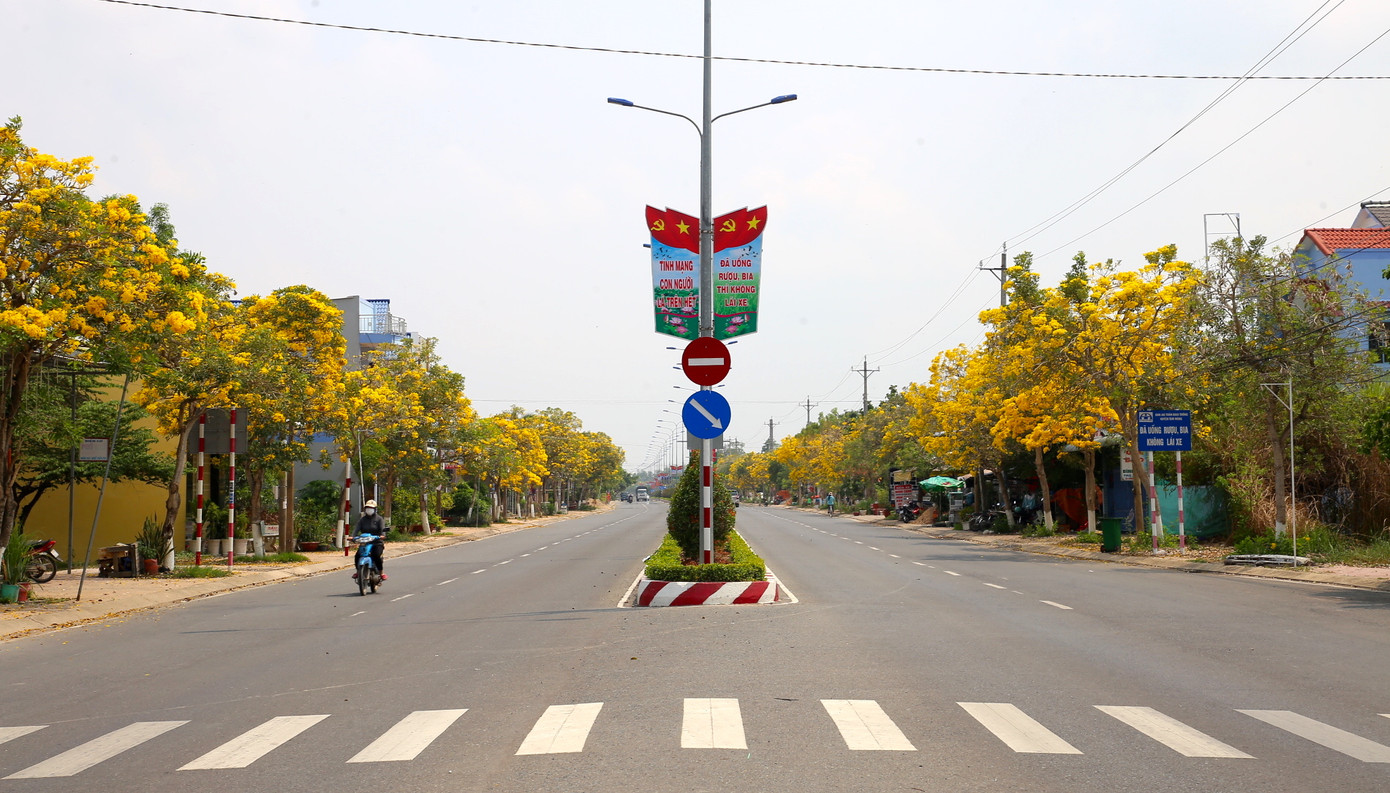 Đường Võ Văn Kiệt dẫn vào trung tâm huyện Tam Nông (Đồng Tháp) có hàng cây phong linh đang bung hoa rực rỡ.