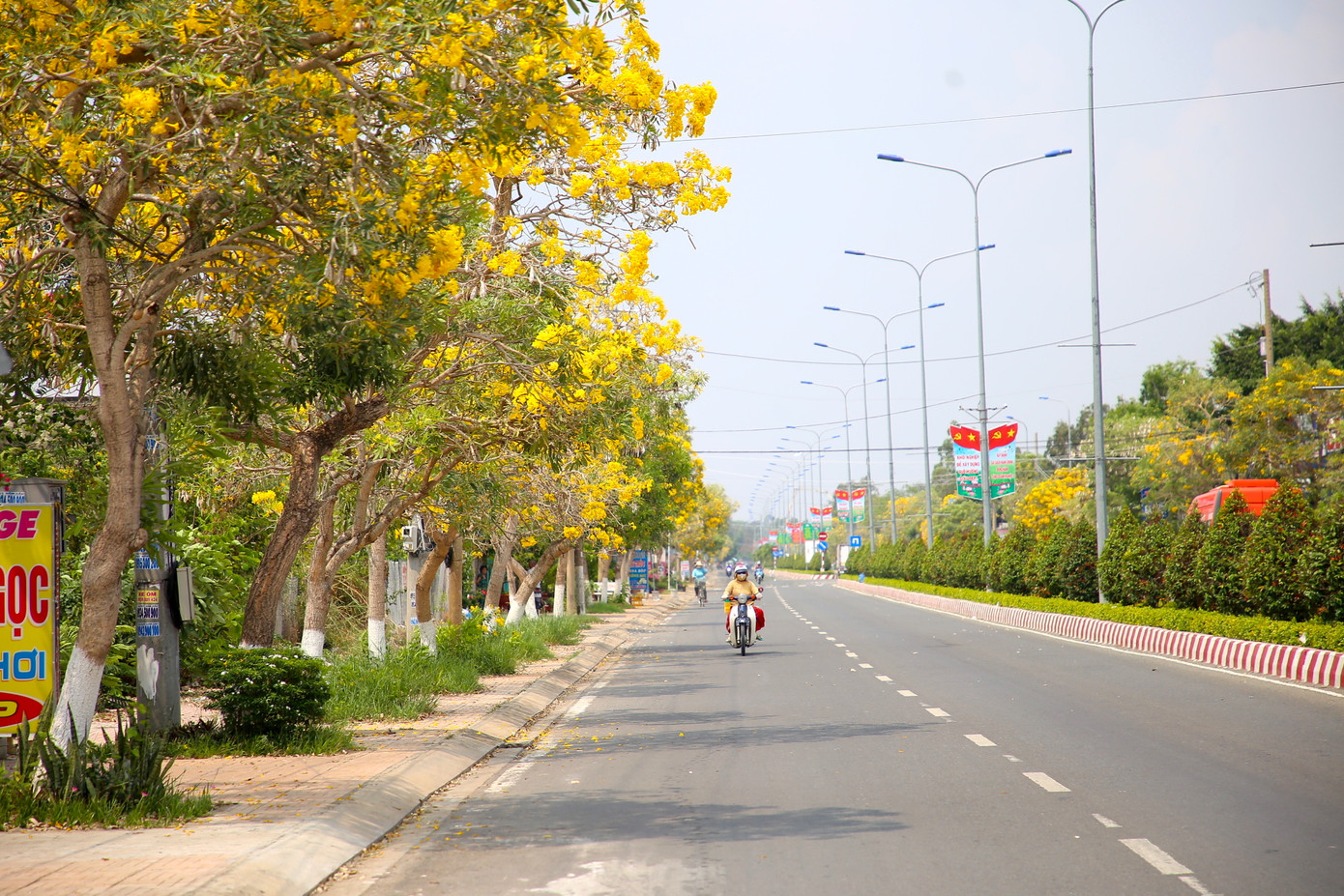 Theo lãnh đạo phòng Nông nghiệp và Phát triển nông thôn huyện Tam Nông, tỉnh Đồng tháp, những cây hoa phong linh trên đường Võ Văn Kiệt khoảng 7 năm tuổi.