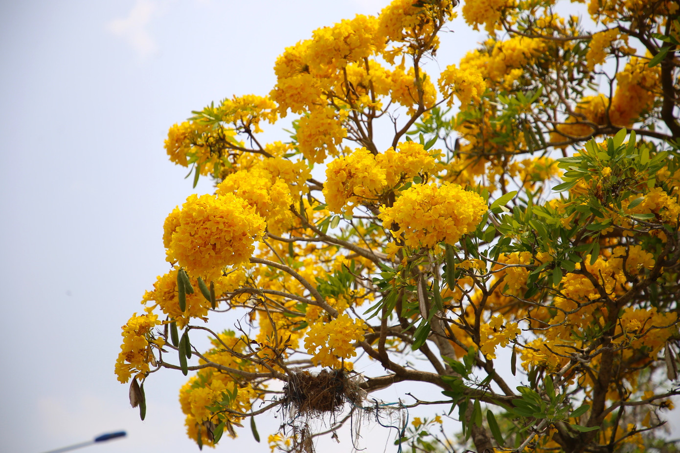 Được biết, cây phong linh còn có tên gọi khác là chuông vàng, xuất xứ ở Nam Mỹ, nay được trồng phổ biến ở cả các vùng nhiệt đới và cận nhiệt đới. Đây là loại cây thân gỗ cứng có kích thước lớn, có chiều cao từ 2 - 8 m.