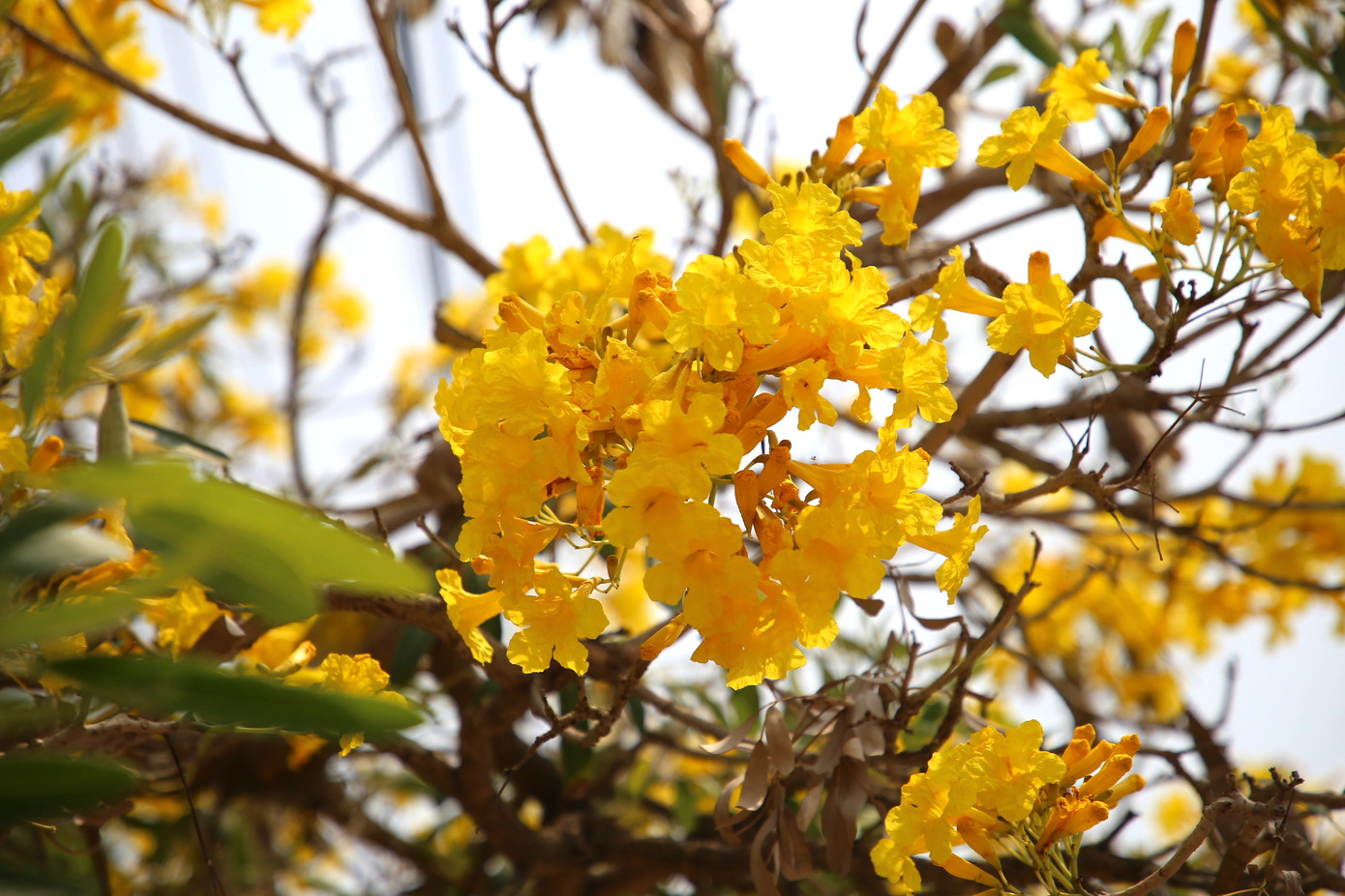 Bông hoa có kích thước lớn, nở thành chùm, hình dáng giống chiếc chuông.