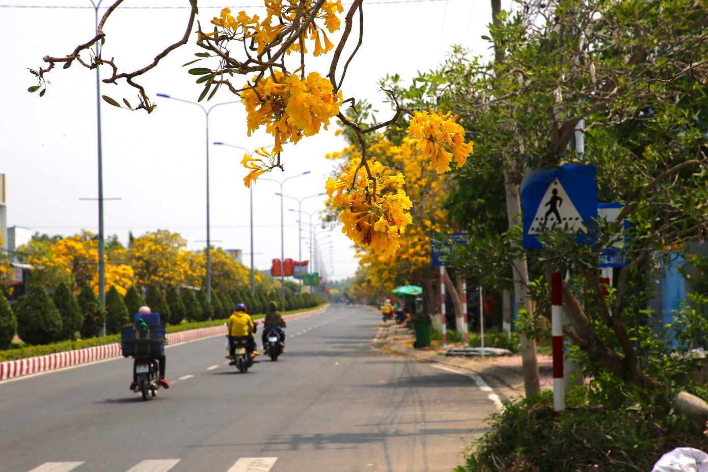 Cây phong linh nở hoa rực rỡ nhất vào khoảng từ tháng 3 đến tháng 5. Khi mùa khô đến, phong linh sẽ rụng hết lá, sau đó mới trổ hoa.