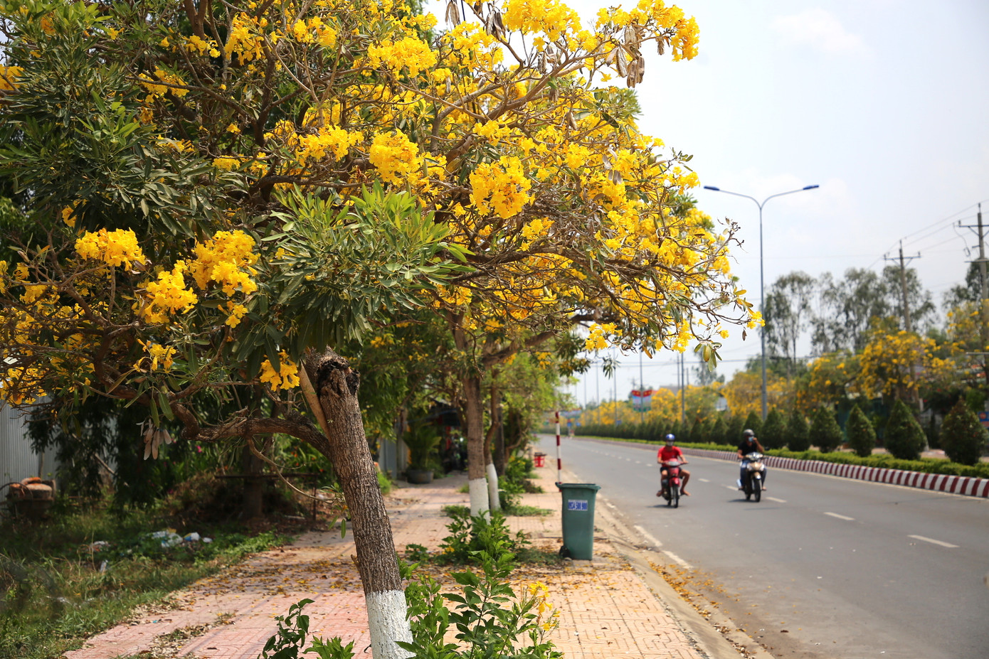 Đường hoa phong linh trổ vàng rực trên tuyến đường dẫn vào thị trấn Tràm Chim (huyện Tam Nông) tạo nên khung cảnh ấn tượng.