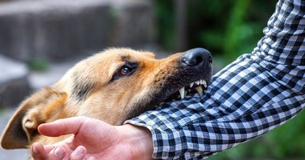 Tháng 1/2024, toàn tỉnh An Giang có 3.754 người tiêm vắc xin phòng dại do chó, mèo cắn. Ảnh minh hoạ.