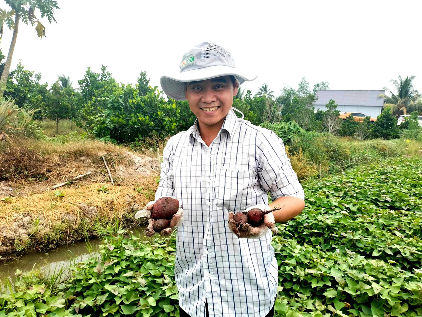 Nông dân chăm sóc ruộng khoai lang. Nông dân chăm sóc ruộng khoai lang.