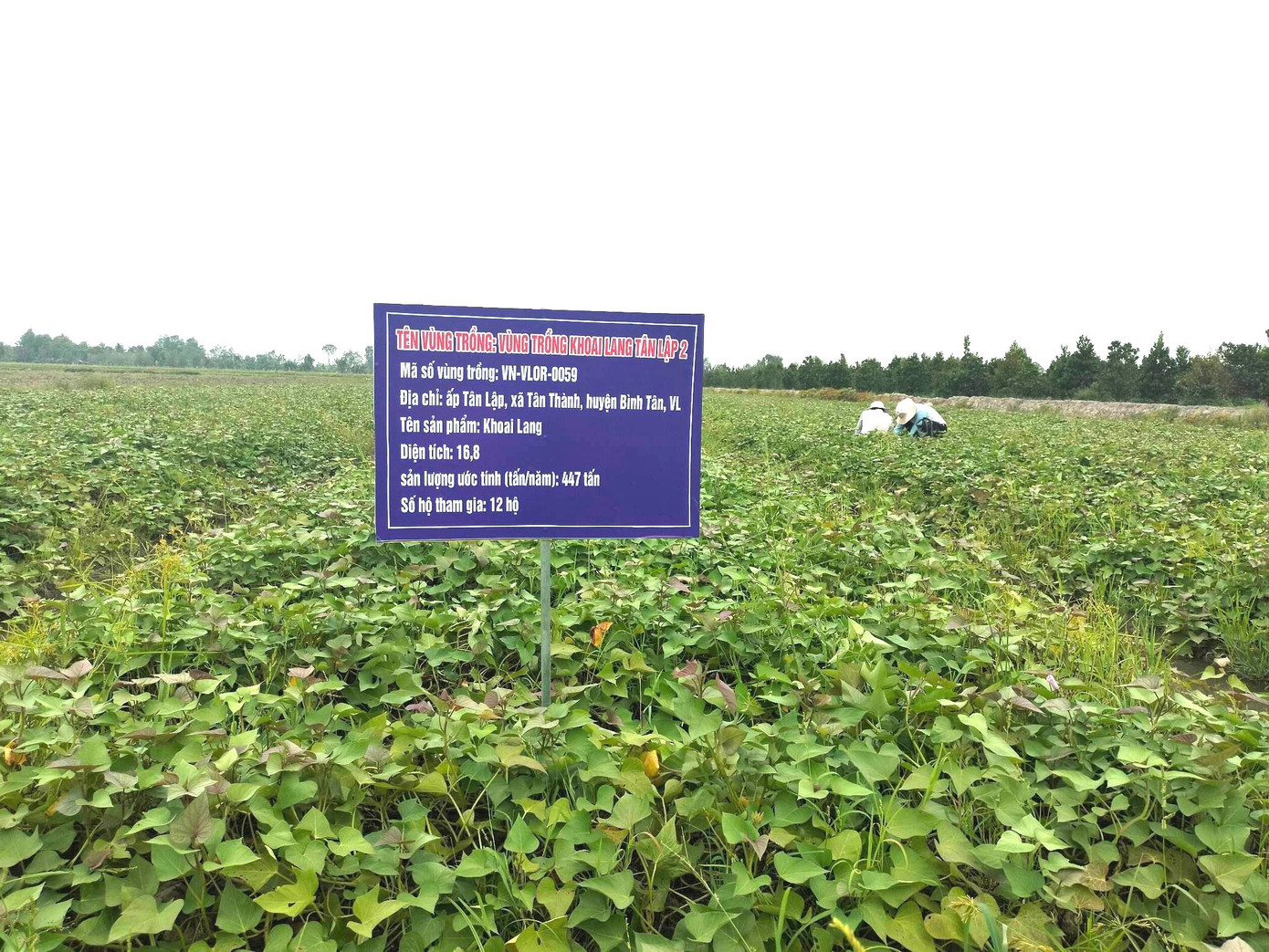 Ruộng khoai lang huyện Bình Tân, tỉnh Vĩnh Long. Ruộng khoai lang huyện Bình Tân, tỉnh Vĩnh Long.