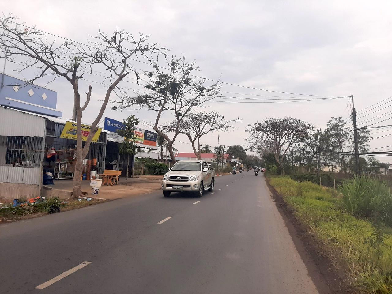 Trên đường Phạm Hùng (Sóc Trăng) còn có nhiều cây phượng có tuổi đời cao, rất đáng báo động.